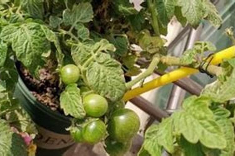 氯酸钾属于什么物质