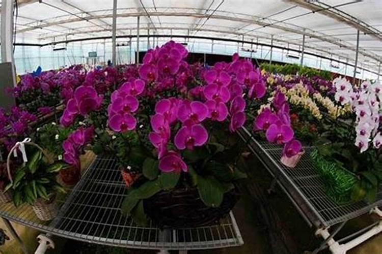 氯酸钾和氯化钾是一种东西吗