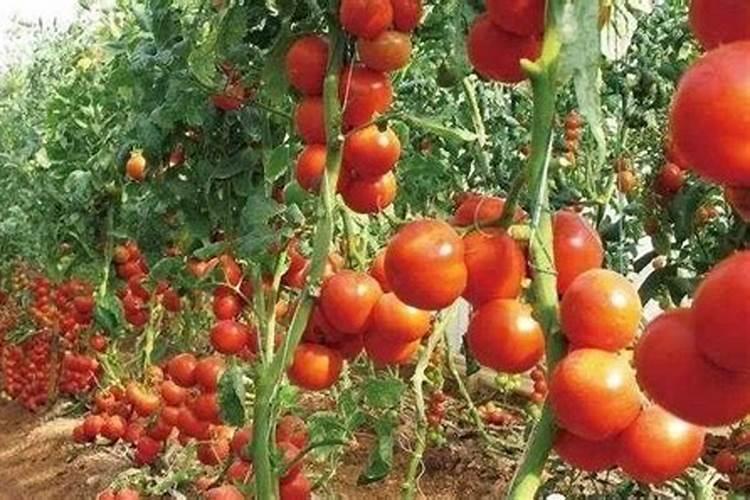 草木灰和氯化铵混合使用