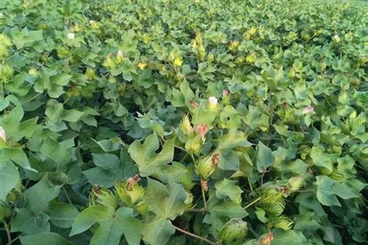 蔬菜施什么肥长得快又好