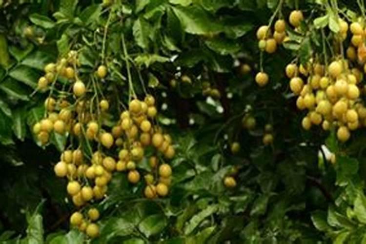 流体硼肥根施的用量