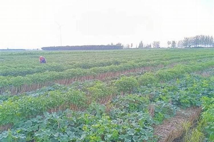 钾低吃什么食物好