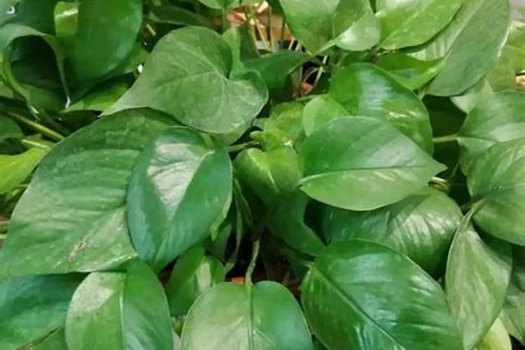 猕猴桃什么时候用钾肥？