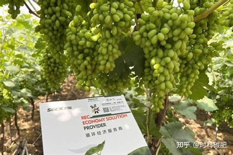 南瓜秧得了白粉病得怎么治呢