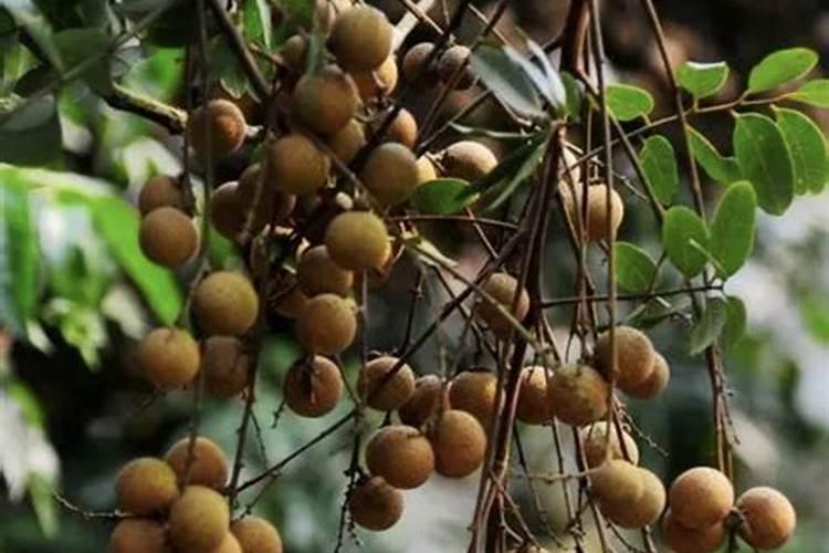 桂圆树采果后怎么施肥 施加什么肥料好