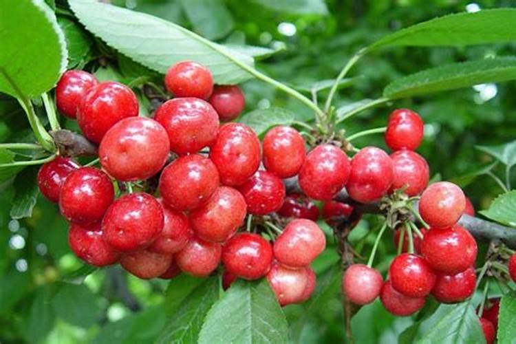 夏天高温植物打什么药能保护叶片