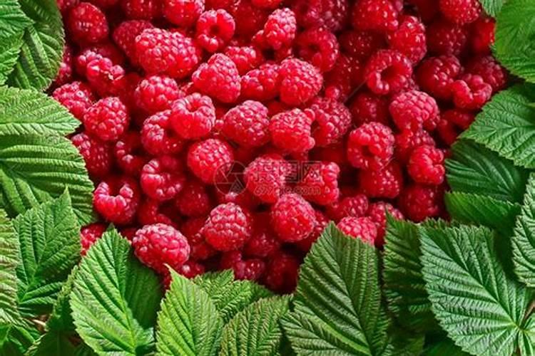 红树莓怎么种植