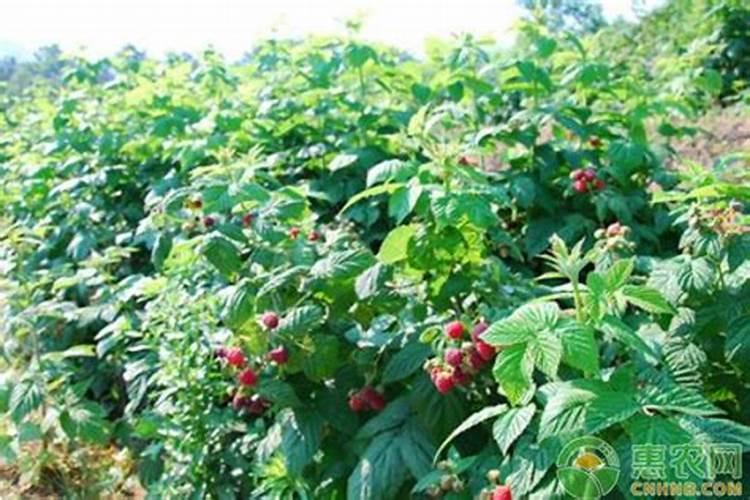 水果黑莓种植成活后怎样才能让苗长得好？