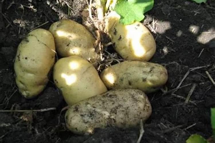 种玉米控释肥一定比复合肥好？别花“冤枉”钱,两者有哪些区别？