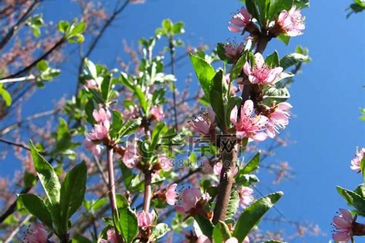 桃树如何使用芸苔素