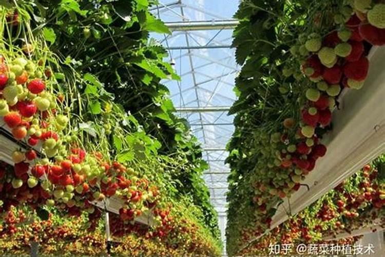 香蕉树的种植方法