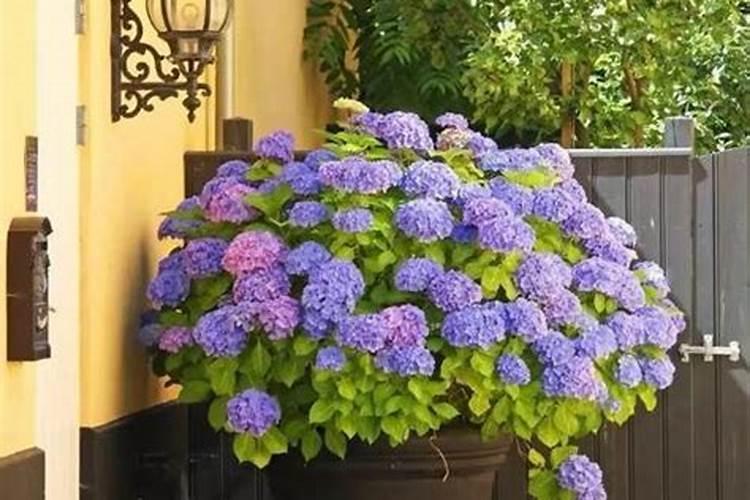 绣球花施肥时间和方法