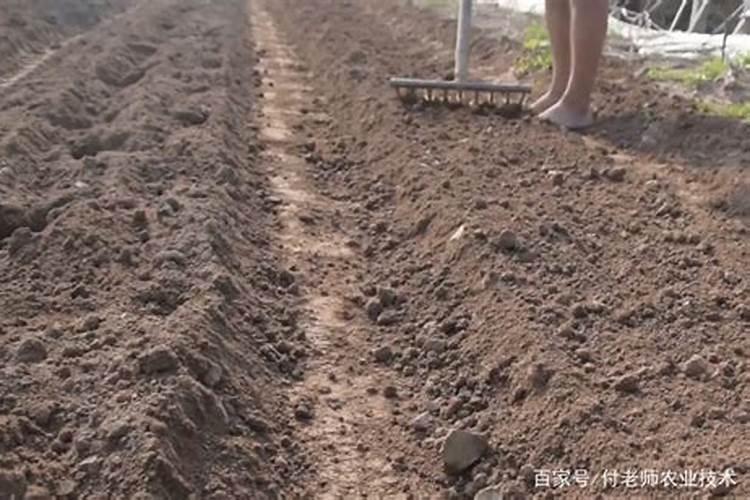 种菜需要什么肥料 种菜需要什么肥料好