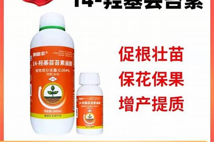 毛瓜怎么吃的？