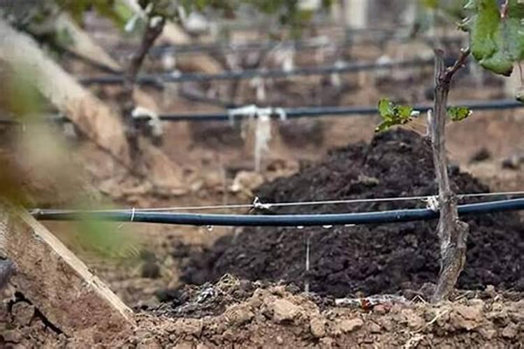 代森锰锌和多菌灵哪个好