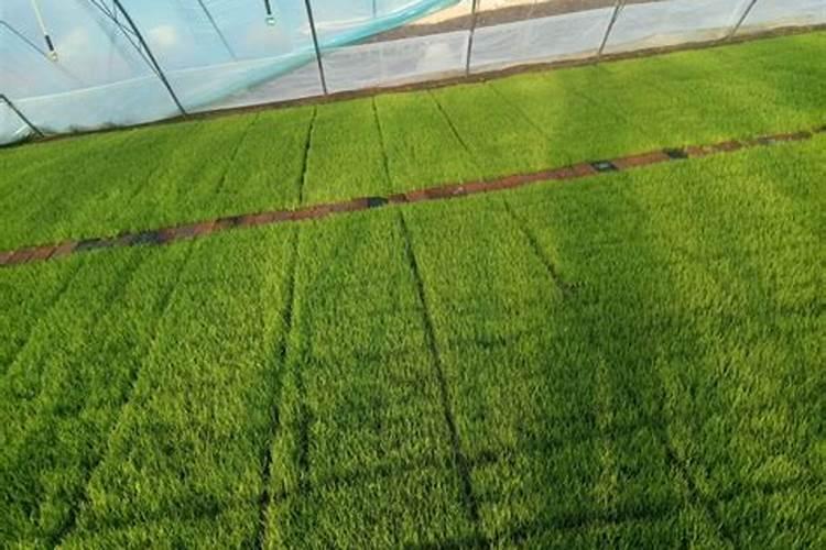 代森锰锌和多菌灵哪个好