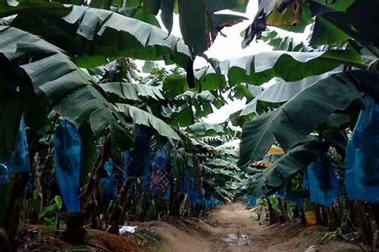 如何提高氮肥磷肥钾肥的利用率 提高氮肥磷肥钾肥的利用率方法百度知 ...