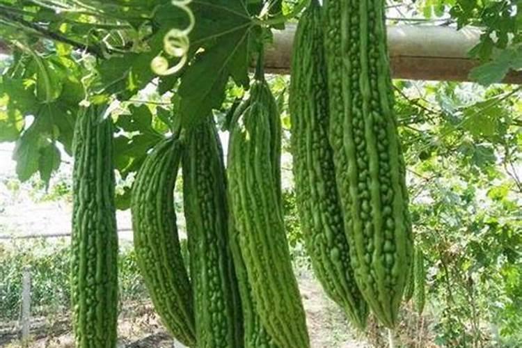 苦瓜施肥要施用什么水溶肥？