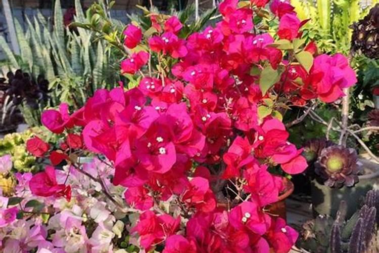 大棚阴天下雨可以打叶面肥吗