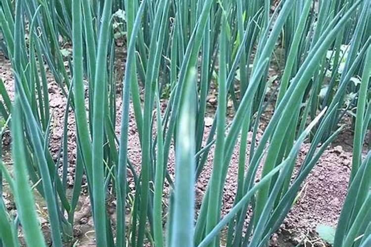 大葱用哪种肥料促进根系生长？大葱种植什么时候用肥比较好？