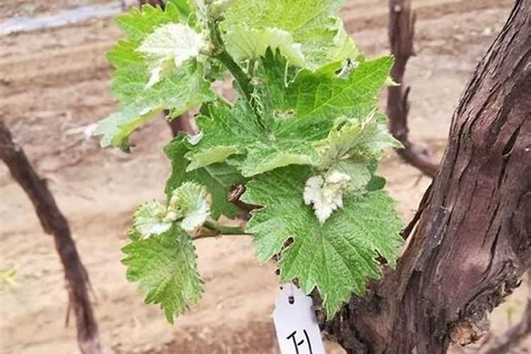 巨峰葡萄采摘完后施什么肥料？