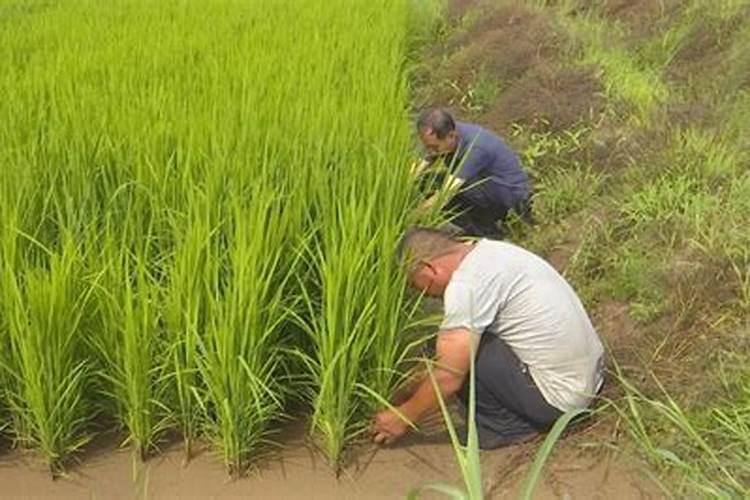 一亩土地之上能够种植多少棵西红柿植株