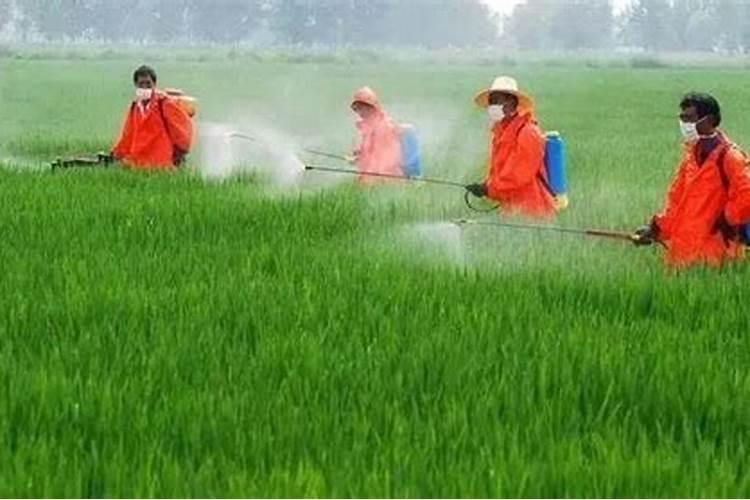 叶面喷施哪种酸可以促进果实提高糖分