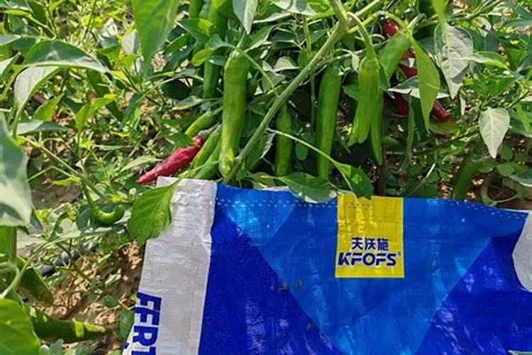 露天春白菜种植时间和方法