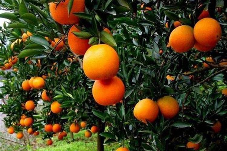刚种下的橙子树什么时候放肥料