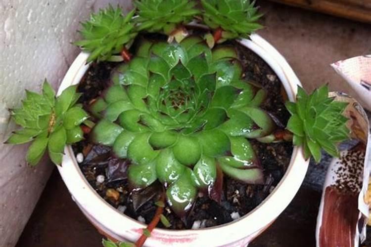 多肉观音莲如何养护更旺盛