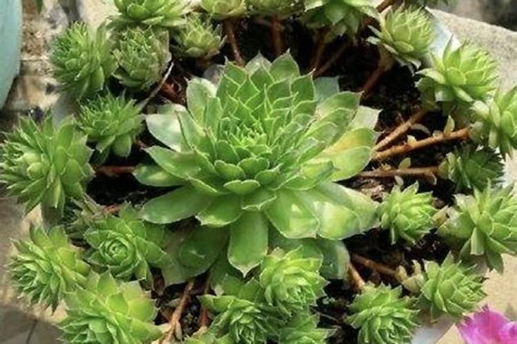 多肉观音莲的养殖方法和注意事项有哪些