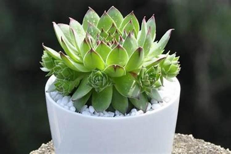 多肉观音莲的养殖方法和注意事项多肉观音莲的养殖方法