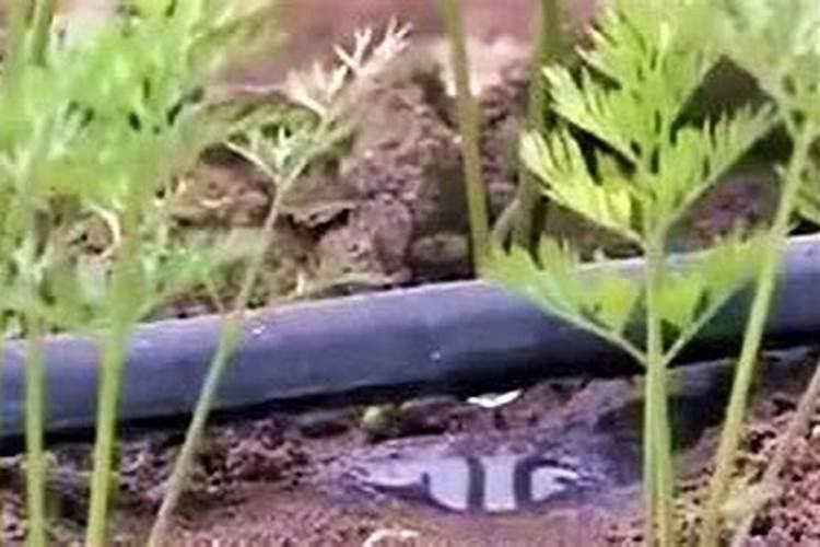 胡萝卜多久浇一次水