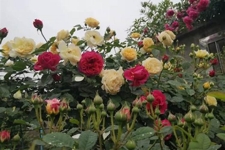 月季发芽时怎么养护