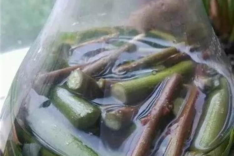 兰花炭疽病和黑斑病特效药