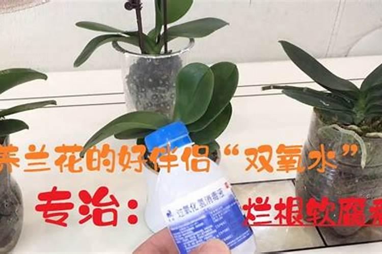 兰花使用什么杀菌药根不烂叶更绿