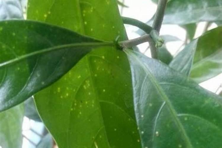 种植核桃时,需要施什么肥更容易坐果呢？