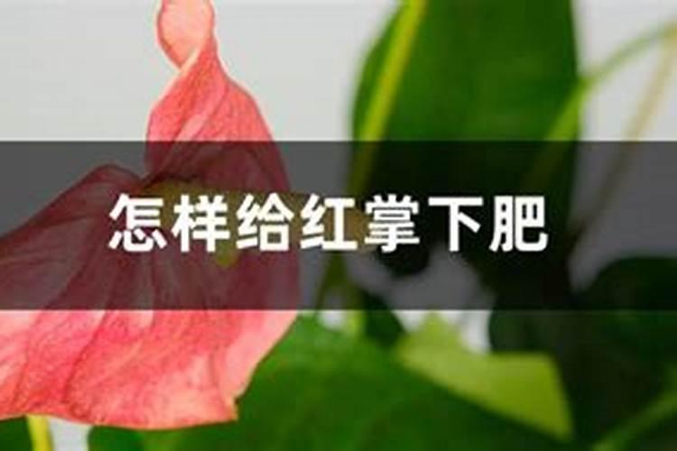 红掌施什么肥好