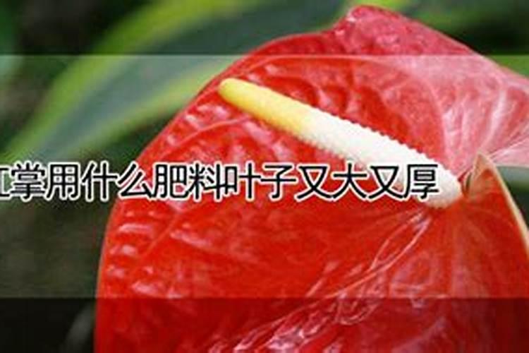 红掌施什么肥好