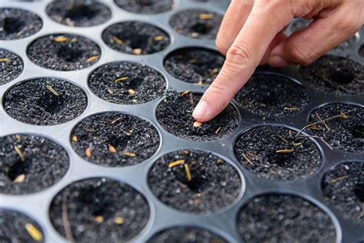 栽种子多久施追肥