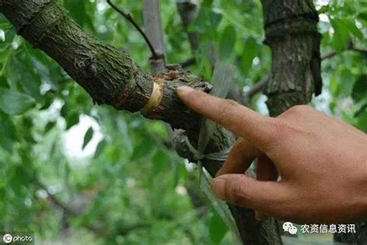 腐植酸肥料使用大忌