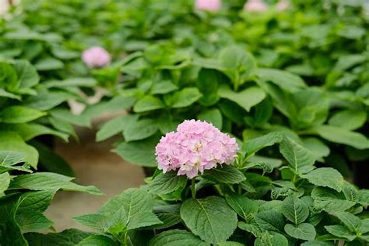 怎么能养好绣球花阳台哦？