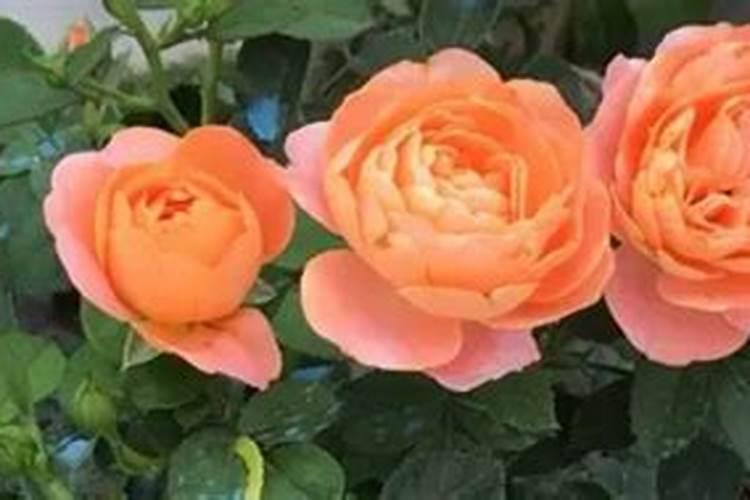 养蒜的方法大全