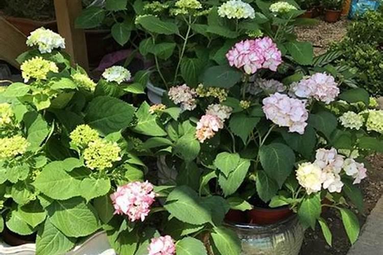 绣球花好养活吗