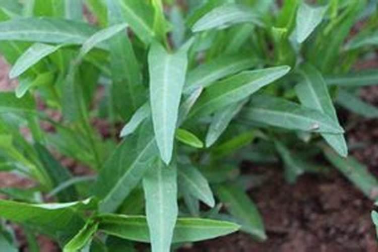 刚发芽的空心菜可以施肥吗