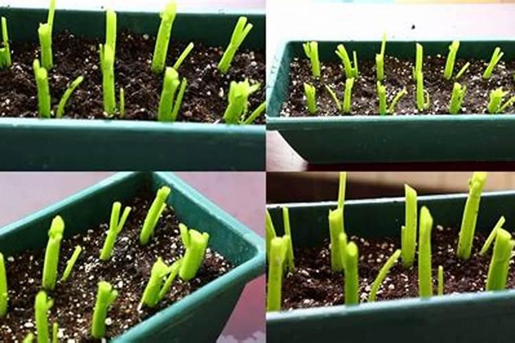 空心菜发芽后多久可以施肥