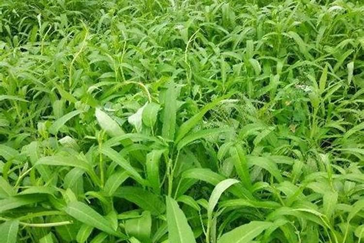 空心菜多久施一次肥