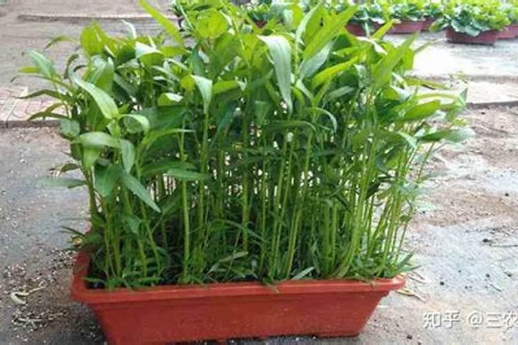 空心菜是一种非常不错的“懒人菜”,空心菜播种小技巧你知道吗？