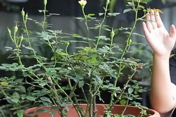 哪些植物需要钾肥