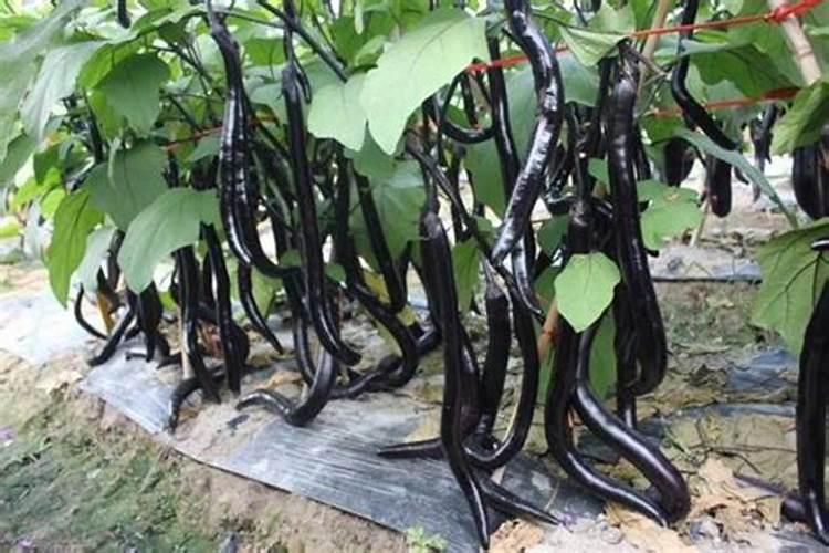 水稻施硅肥应该怎么施？一亩田用多少硅肥？